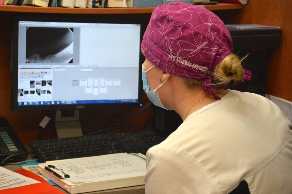 détartrage chez le chien