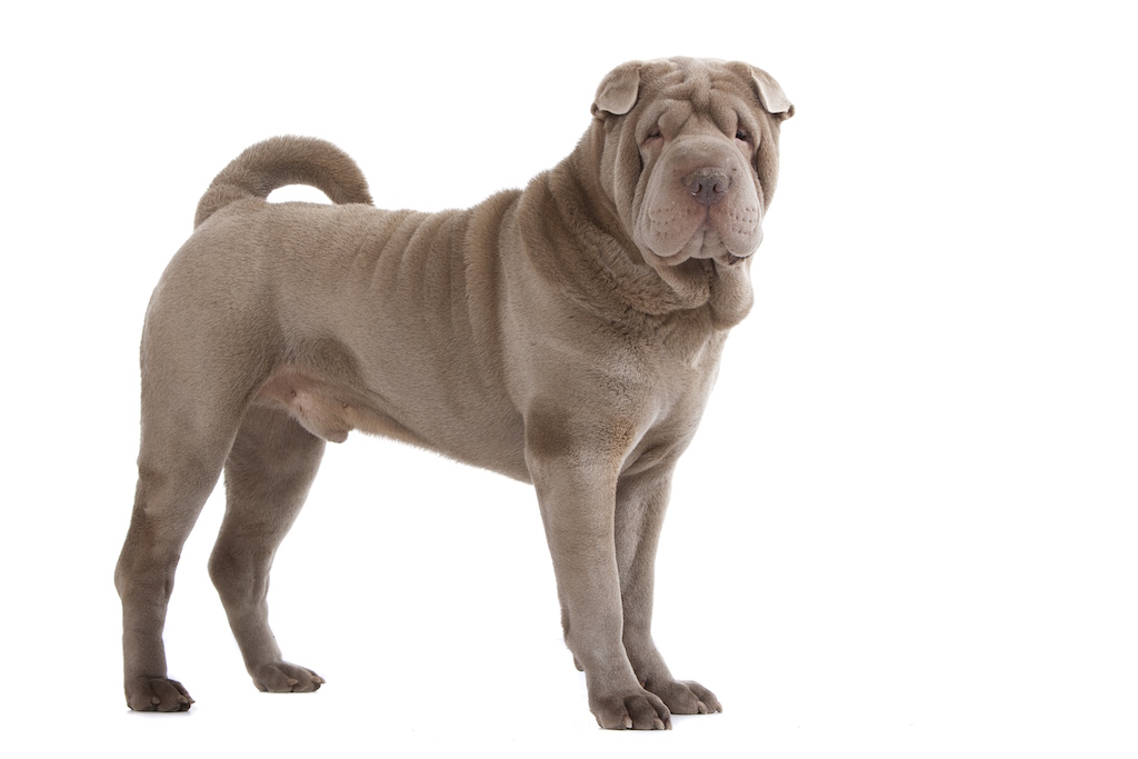 Maladie inflammatoire canine du petit intestin