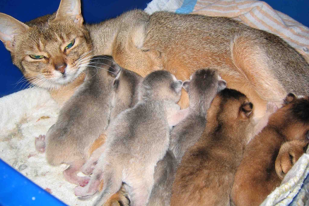 accouplement chez le chat