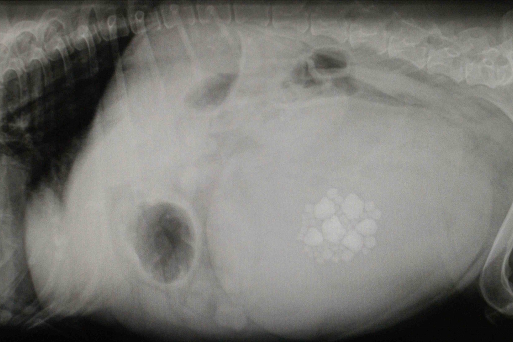 Radiographie vétérinaire montrant des pierres vésicales chez un animal, visible dans la région de la vessie.