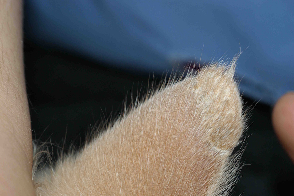 Chien atteint de teigne avec lésions cutanées visibles, traitement recommandé