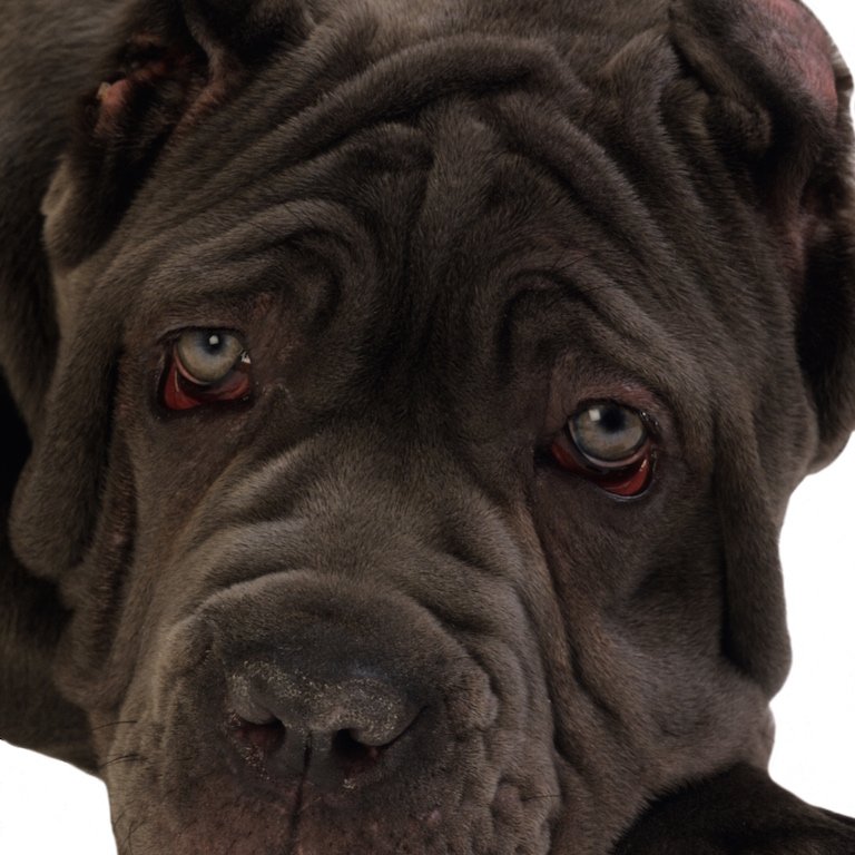 tumeurs mammaires chez la chienne