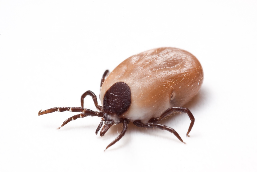 Tique sur un chien, vecteur de la maladie de Lyme, une infection transmise lors des promenades en extérieur