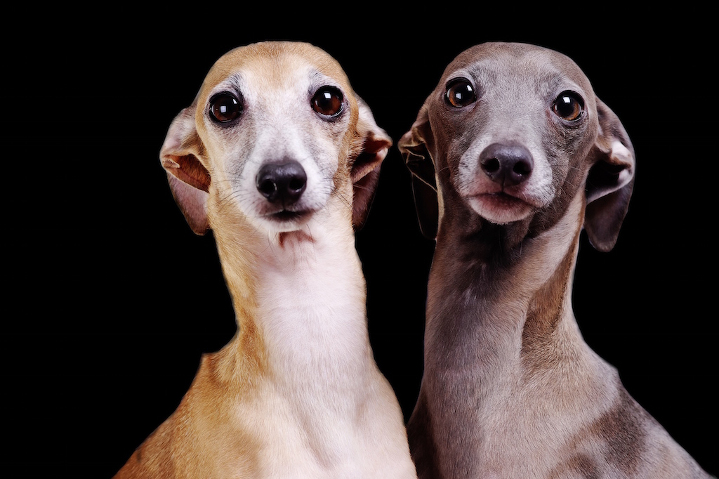 chien-mange-ses-excrements