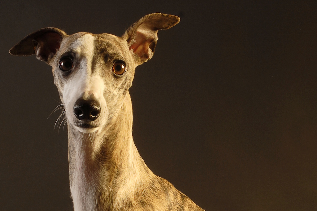 detartrage-dents-chien-essentiel