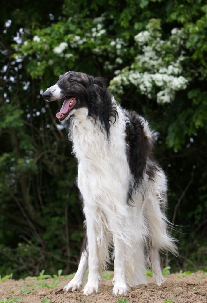 Lévrier Russe, Barzoï