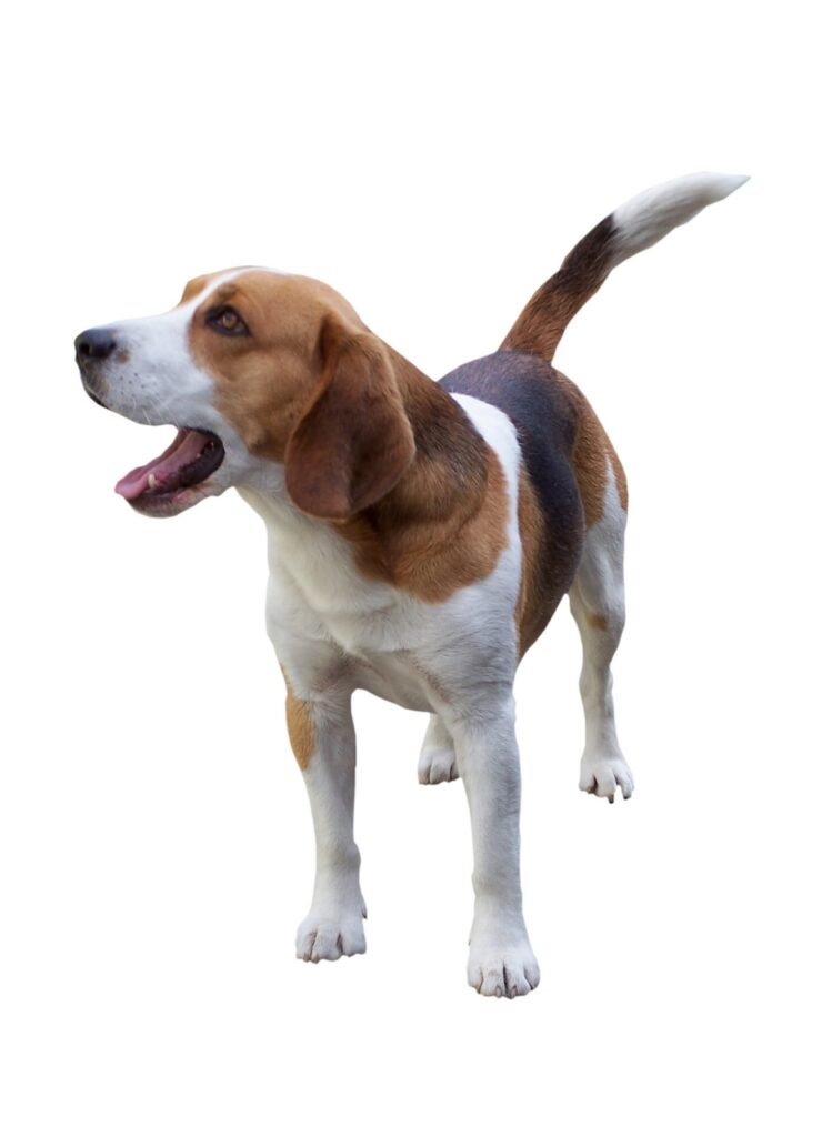 Valeurs physiologiques normales du chien