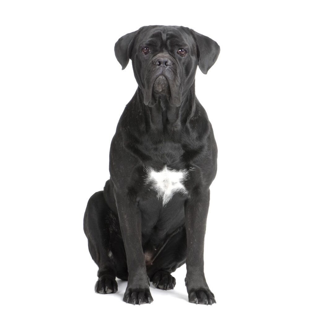 Hyperplasie bénigne de la prostate canine