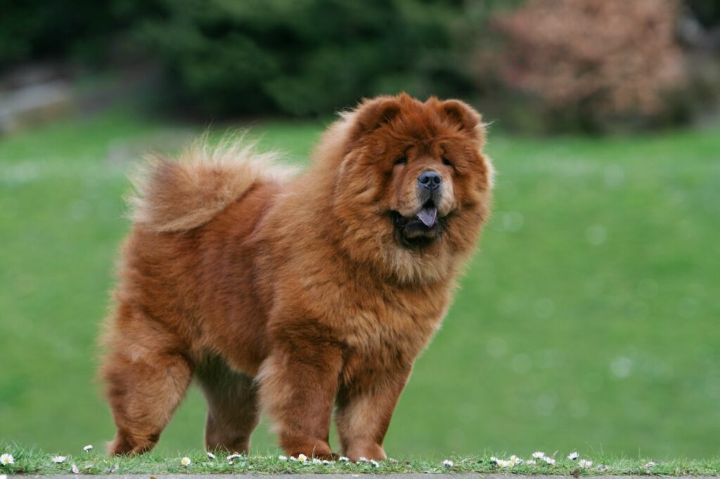 Chow chow
