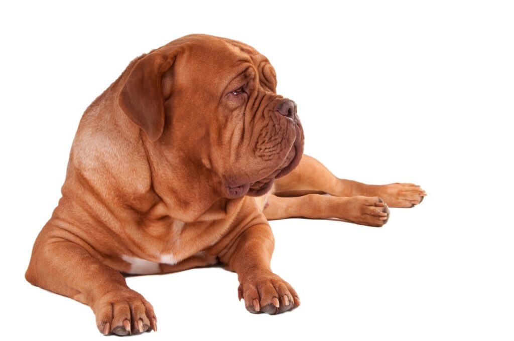 PennHIP chez le chien