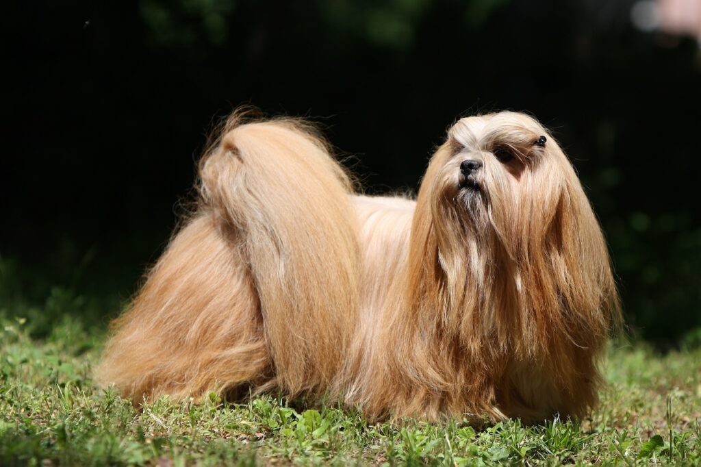 Lhassa Apso