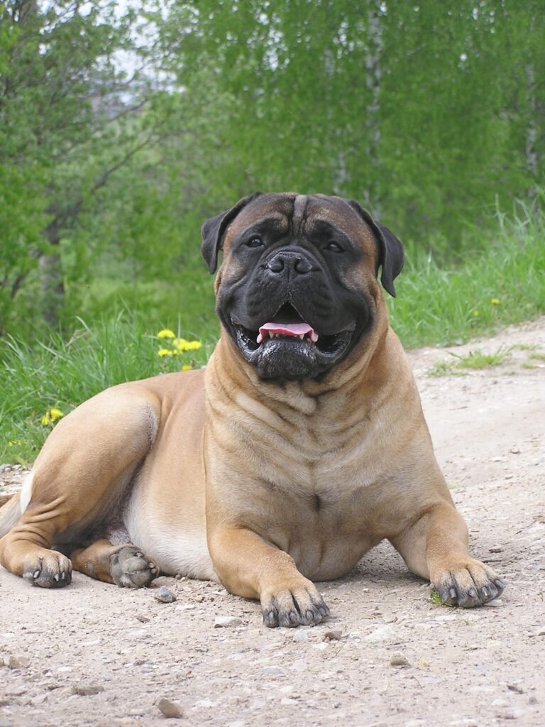 Mastiff