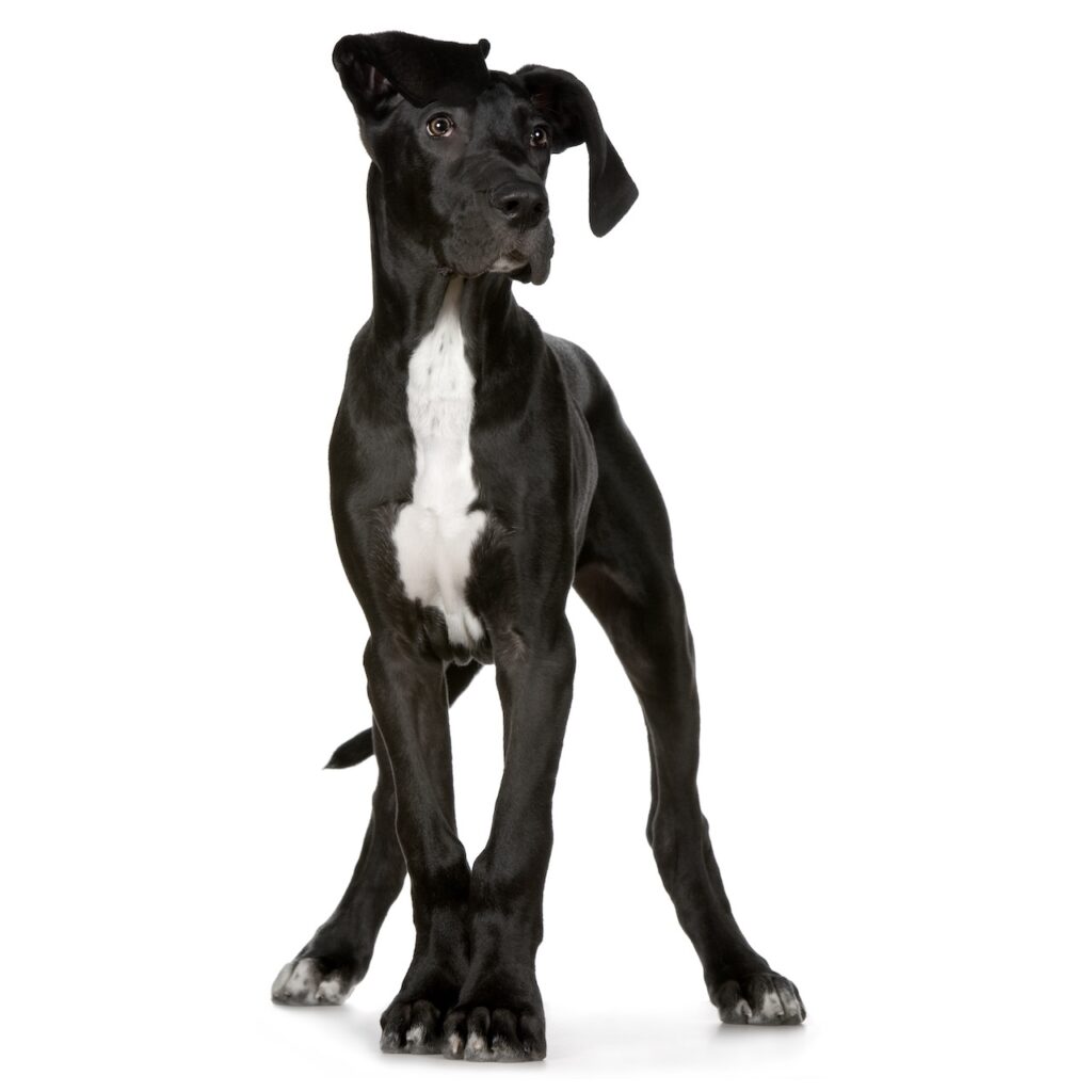 Dipylidium parasite chez le chien