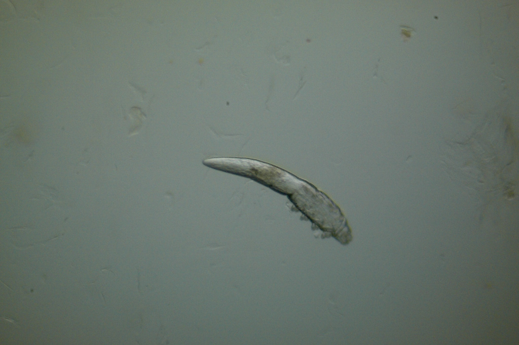 demodex: parasite de la peau chien