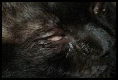 entropion chez le chat