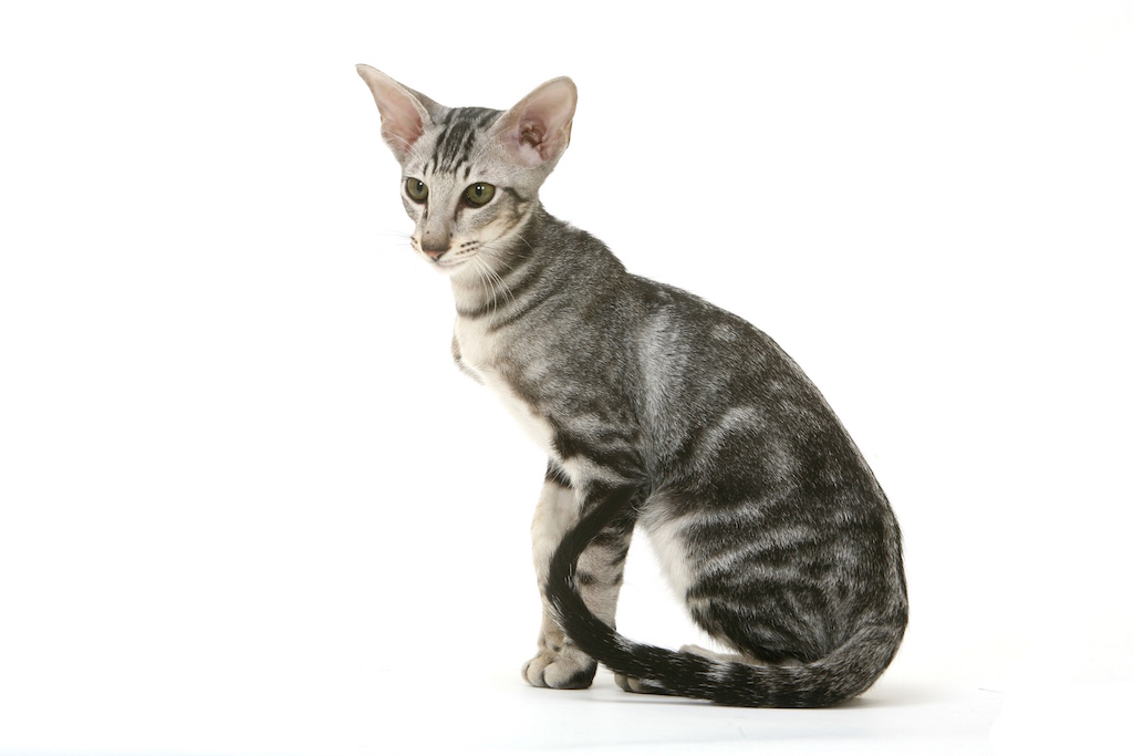 cryptorchidie chez le chat