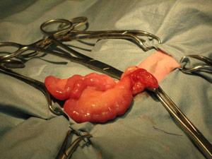 pyomètre chez la chatte