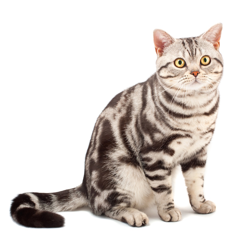 American shorthair